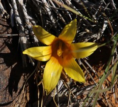 Romulea tortuosa aurea