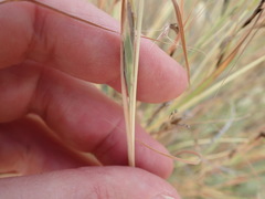 Hyparrhenia hirta