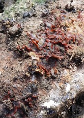 Watersipora subtorquata