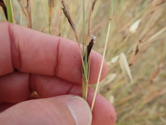 Claviceps purpurea