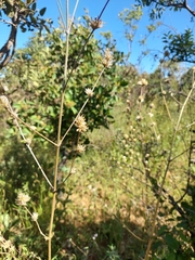 Cabobanthus polysphaerus