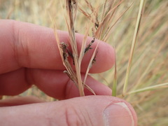Claviceps purpurea
