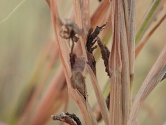 Claviceps purpurea