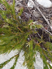 Leucadendron stelligerum