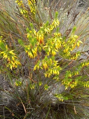 Erica coccinea