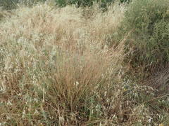 Claviceps purpurea