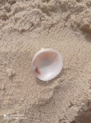 Glycymeris