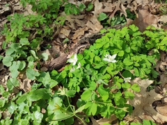 Isopyrum thalictroides