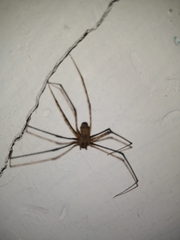 Arachnida