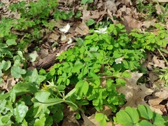 Isopyrum thalictroides