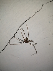 Arachnida