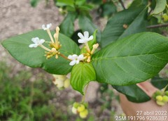 Guettarda platypoda