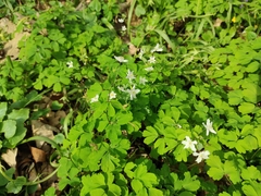 Isopyrum thalictroides