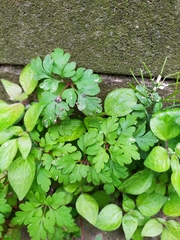 Geranium robertianum