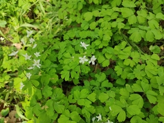 Isopyrum thalictroides