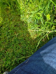 Anacamptis laxiflora