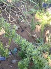 Baccharis dracunculifolia