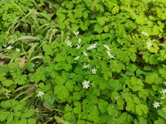 Isopyrum thalictroides