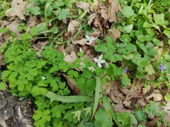 Isopyrum thalictroides