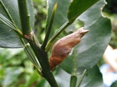 Papilio demoleus malayanus
