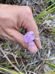 Callisia ornata
