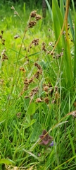 Carex disticha