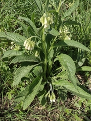 Symphytum grandiflorum