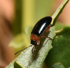 Disonycha collata