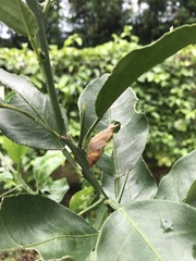 Papilio demoleus malayanus