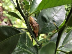 Papilio demoleus malayanus