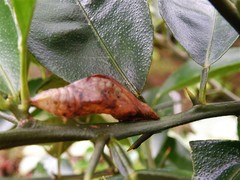 Papilio demoleus malayanus