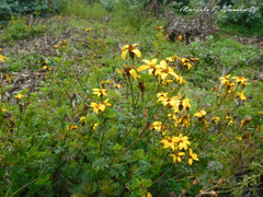Tagetes zypaquirensis