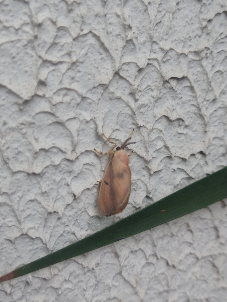 Dalcerina tijucana