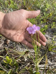 Callisia ornata