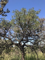 Enterolobium gummiferum