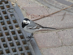 Motacilla alba
