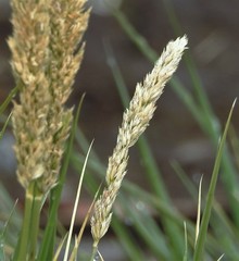 Poa flabellata
