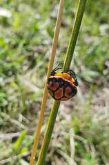 Paraplectana thorntoni