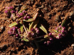 Gisekia pharnaceoides