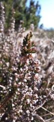 Calluna vulgaris