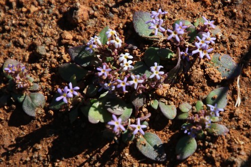 Image of Manulea fragrans by (c) Tony Rebelo, some rights reserved (CC BY-SA)