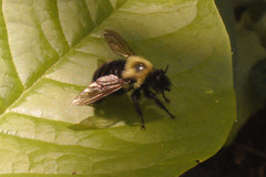 Laphria thoracica
