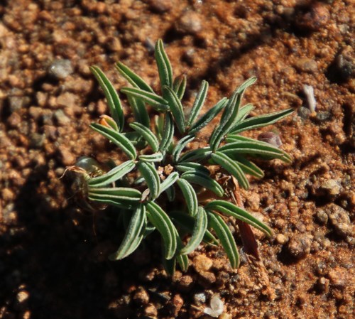 Oxalis primuloides (Oxalis primuloides)