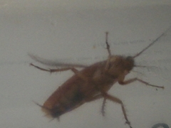 Periplaneta americana