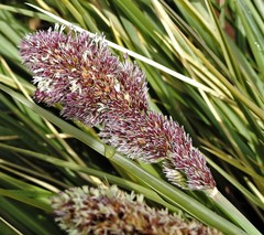 Poa flabellata