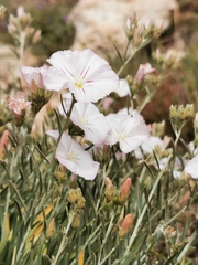 Convolvulus cantabrica