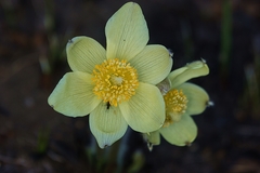 Pulsatilla orientali-sibirica