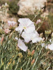 Convolvulus cantabrica