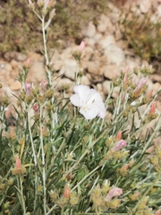 Convolvulus cantabrica