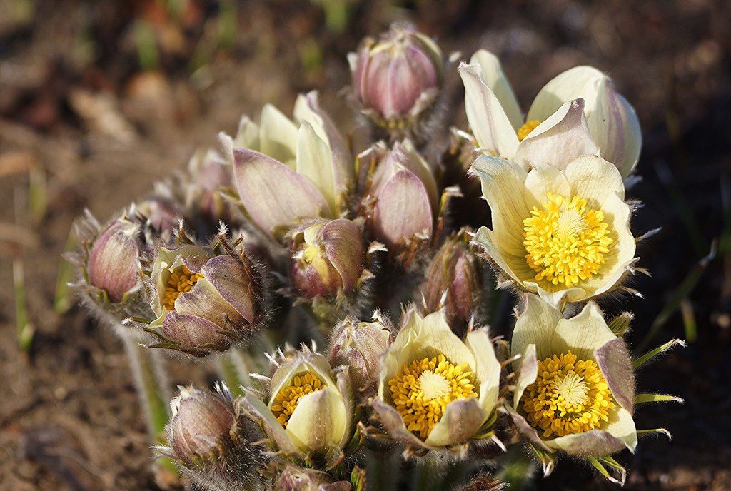 Pulsatilla orientali-sibirica